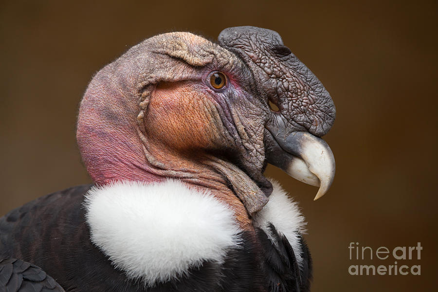 Prey Photograph - Andean Condor Vultur Gryphus. Wildlife by Vladimir Wrangel Prey Photograph - Andean Condor Vultur Gryphus. Wildlife by Vladimir Wrangel