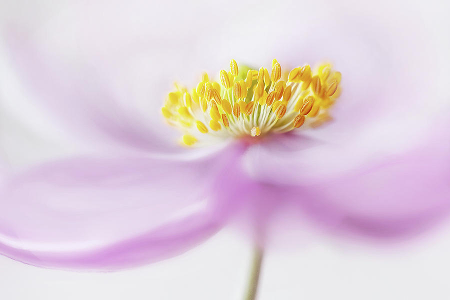 Summer Photograph - *anemone* #2 by Mandy Disher