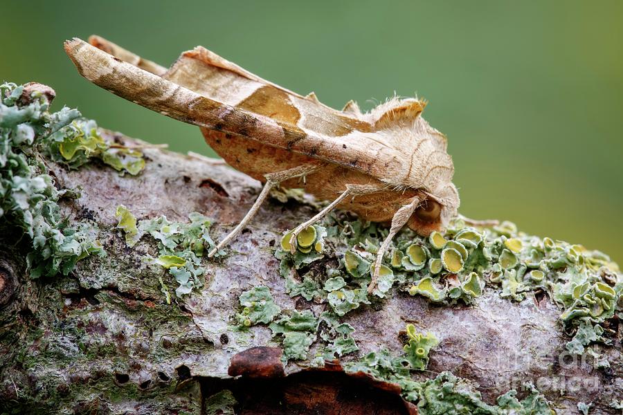 Angle Shades Moth #2 Photograph by Heath Mcdonald/science Photo Library