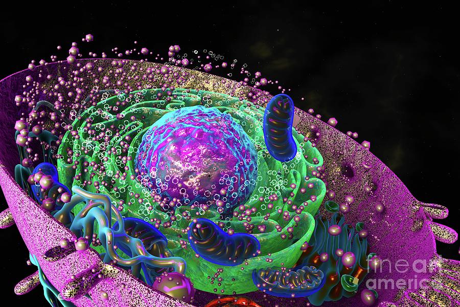 Animal Cell #2 Photograph by Ella Maru Studio / Science Photo Library