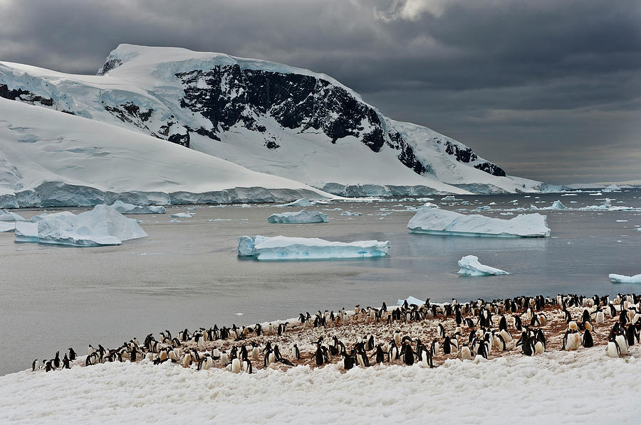 Antarctic Peninsula, Antarctica #2 Photograph by Enrique R. Aguirre Aves