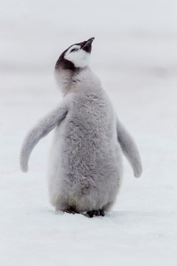 Antarctica,aptenodytes Photograph by Ellen Goff | Pixels