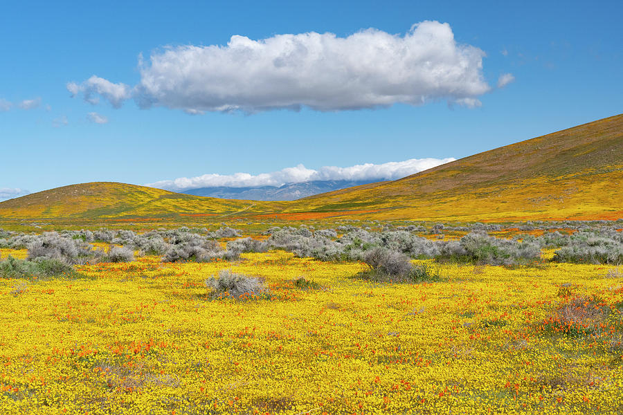 Flower Photograph - Antelope Valley Super Bloom #2 by Jeff Foott