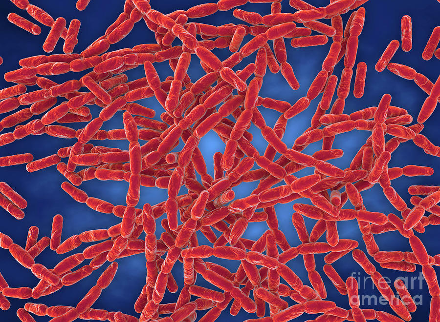 Anthrax Bacteria Photograph By Roger Harrisscience Photo Library Pixels 8497