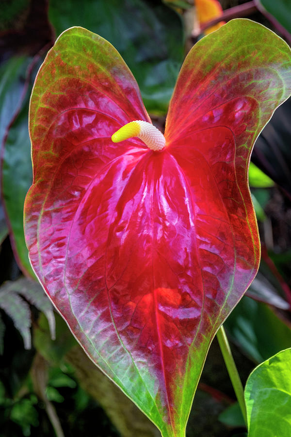 Anthurium Photograph by Jim Engelbrecht - Fine Art America