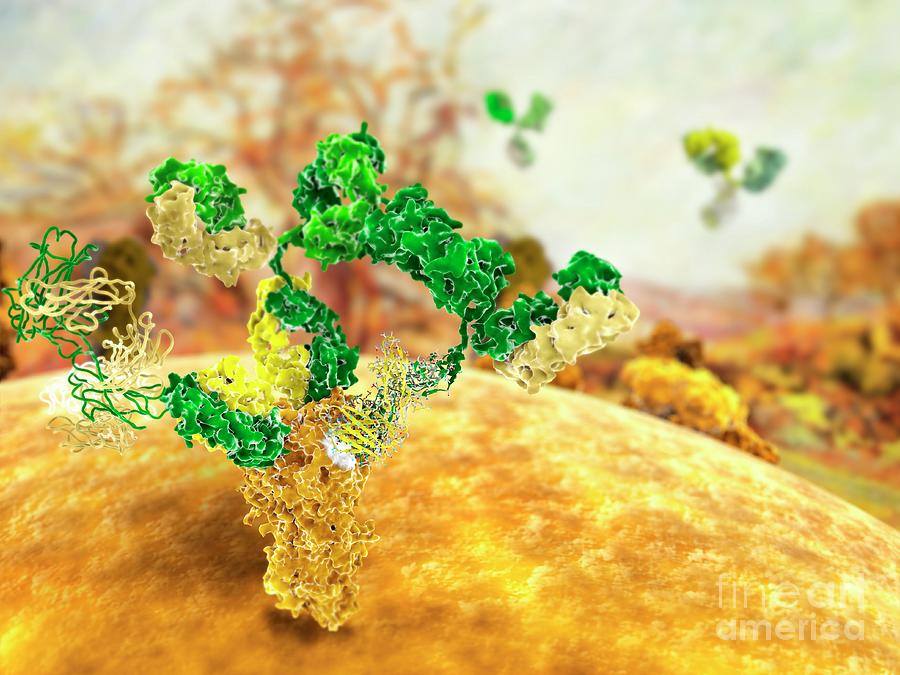 Antibodies Neutralizing Flu Virus Photograph By Ramon Andrade 3dciencia ...