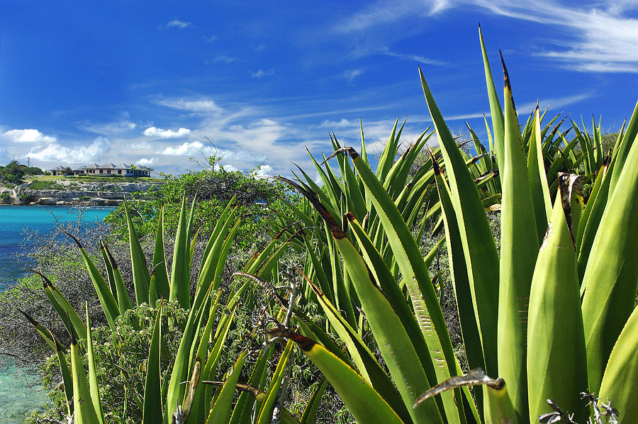 Antigua, Cacti At Devils Bridge #2 Digital Art by Heeb Photos