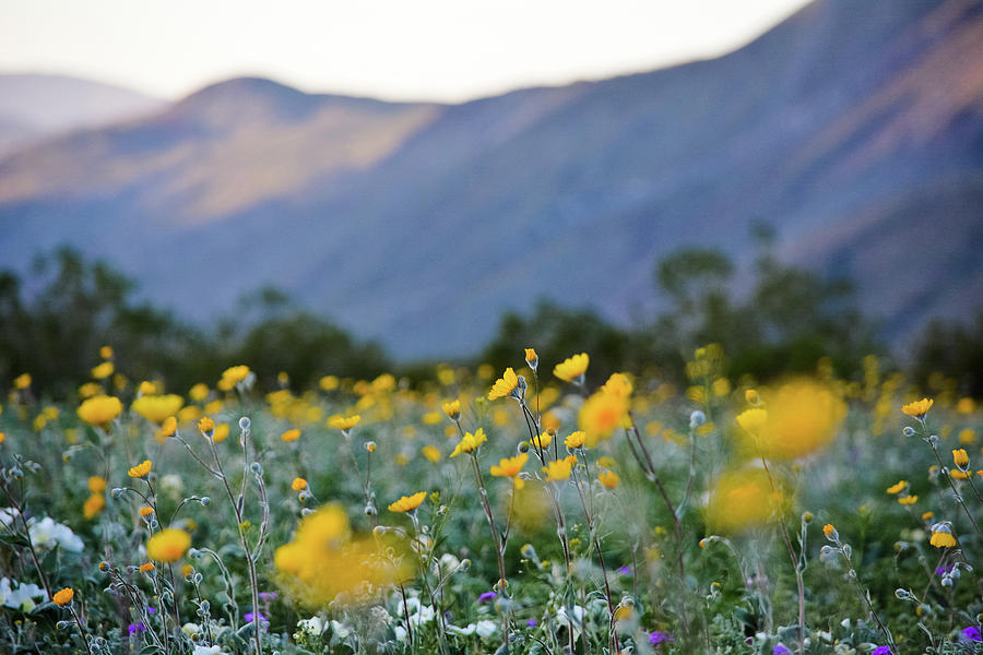 Anza Borrego Wildflower Sunset #2 Photograph by Kyle Hanson