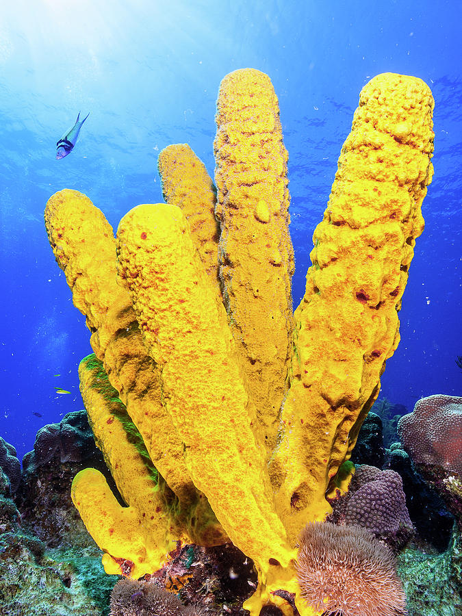 Nature Photograph - Aplysina fistularis los roques - venezuela Yellow Tube Sponge #2 by Organizacion Bluewater