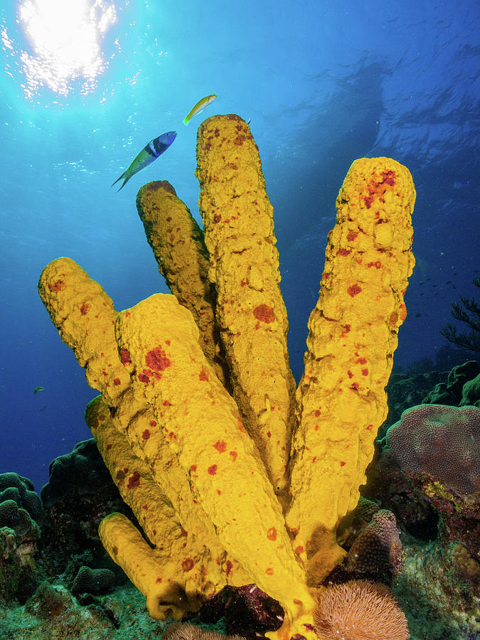 Yellow Tube Sponge - Creature Feature