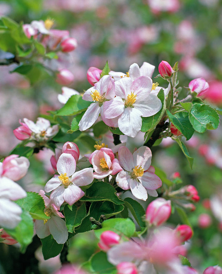Apple Blossom #2 Photograph by Friedrich Strauss
