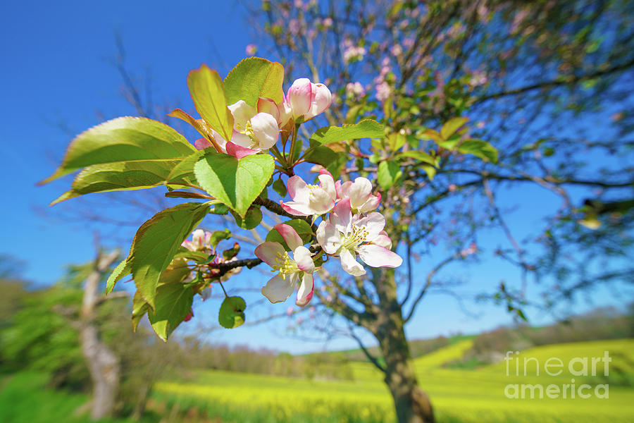 Apple Blossom #2 Photograph by Wladimir Bulgar/science Photo Library