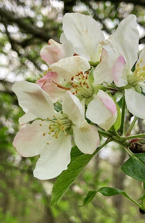 Flower Photograph - Apple Blossoms #2 by Barry Jones