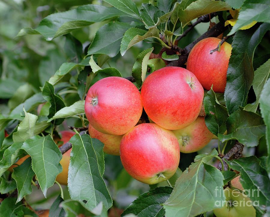 Apple (malus Domestica gala) #2 Photograph by Bildagentur-online/mcphoto-muller/science Photo Library