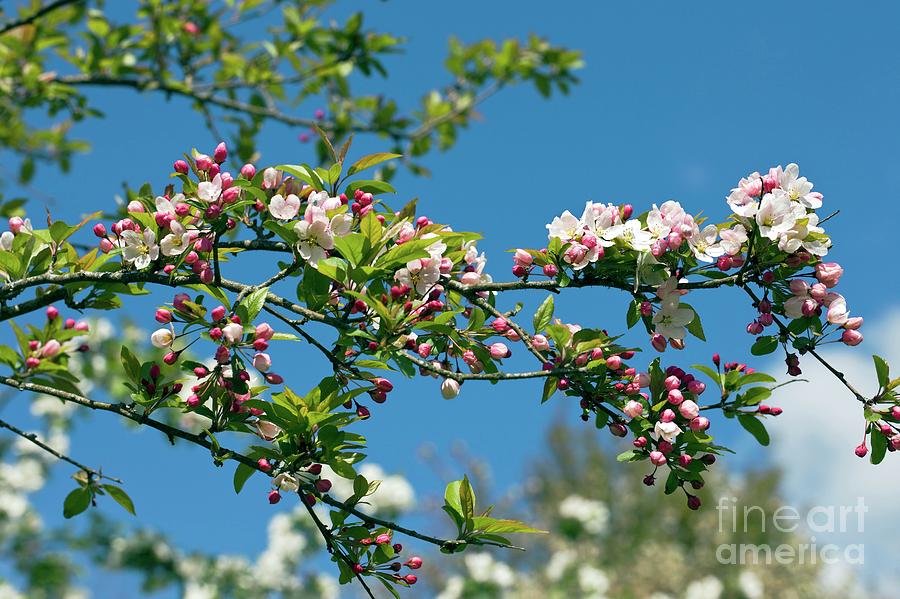 Apple (malus Sylvestris) Photograph by Dr Keith Wheeler/science Photo Library