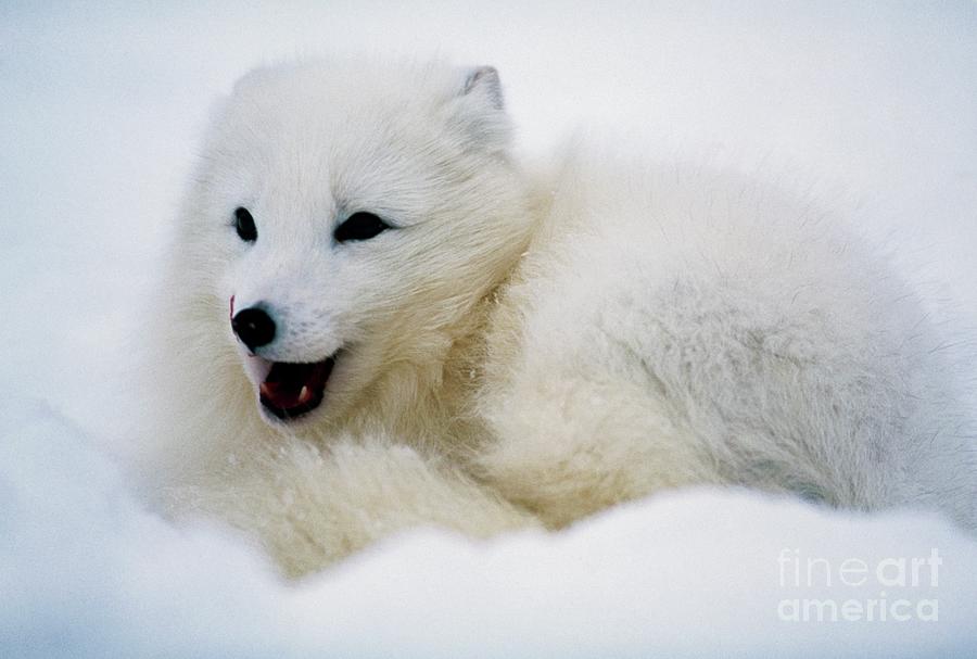 Arctic Fox (alopex Lagopus) Lying In Snow #2 Photograph by John Beatty/science Photo Library