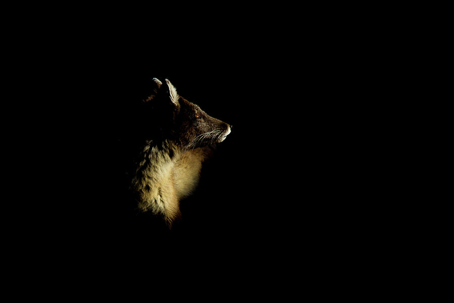 Arctic Fox Vulpes Lagopus Photograph by Mark Smith