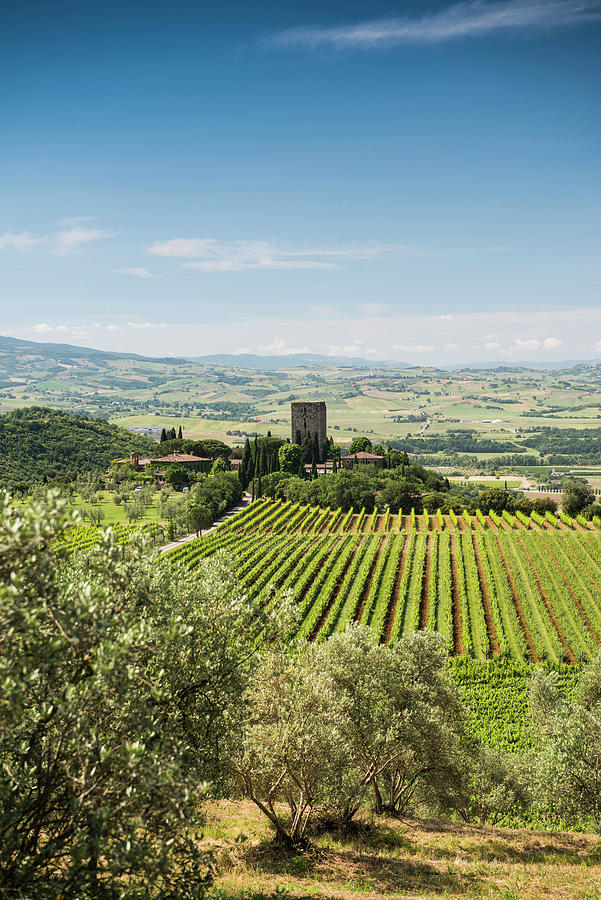 Nature Photograph - Argiano Vinery, Near Montalcino, Province Of Siena, Tuscany, Italy #2 by Daniel Schoenen Fotografie