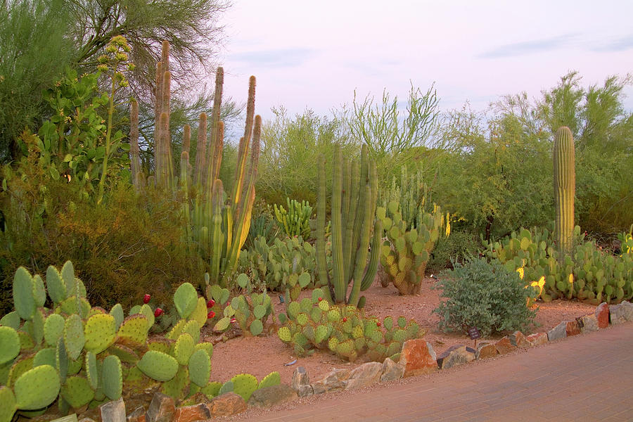 Arizona, Phoenix, Desert, Cactus #2 Digital Art by J.b. Grant