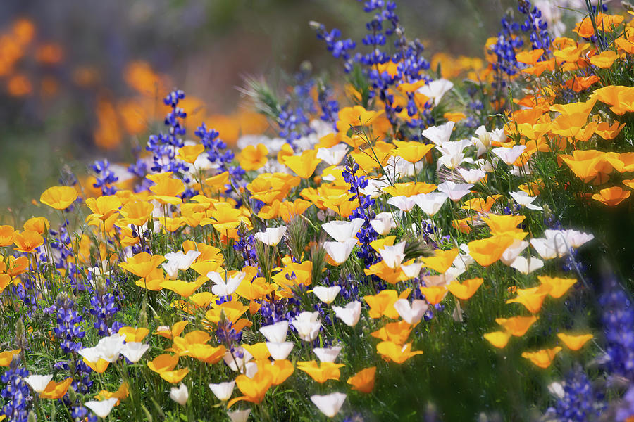 Arizona Wildflowers  #2 Photograph by Saija Lehtonen