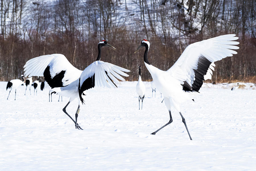 Wildlife Photograph - Asia, Japan, Hokkaido, Kushiro #2 by Ellen Goff