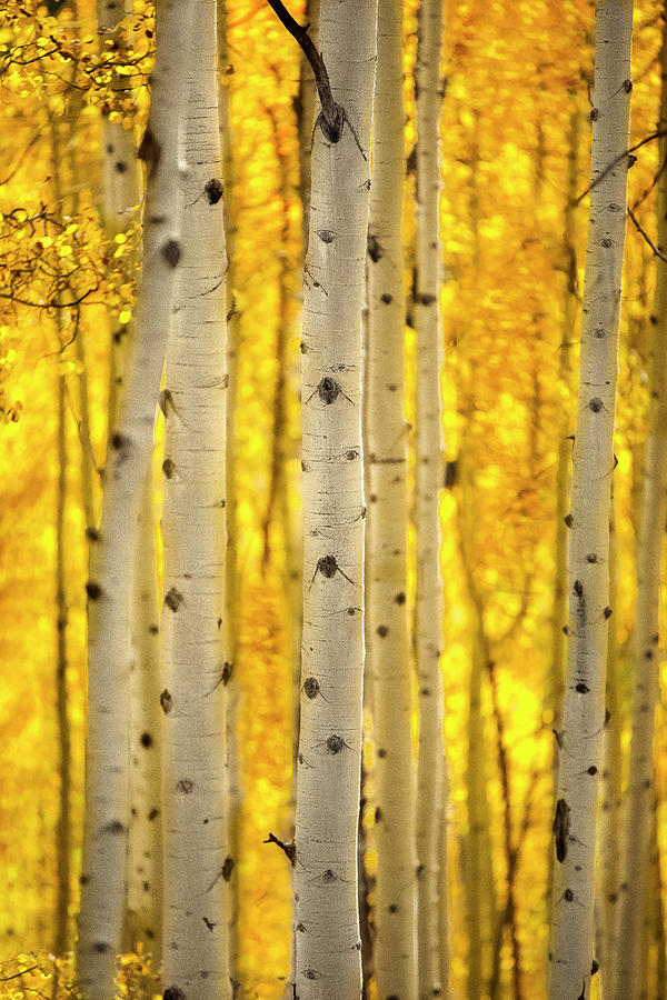 Aspen Trees #2 Photograph by Jonathan Ross Aspen Trees #2 Photograph by Jonathan Ross