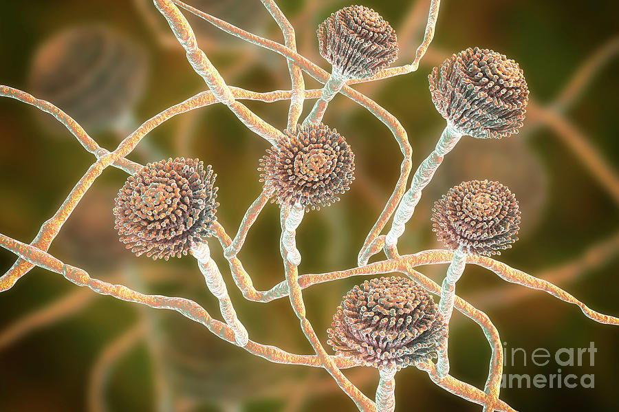 3 Dimensional Photograph - Aspergillus Fumigatus Fungus #2 by Kateryna Kon/science Photo Library