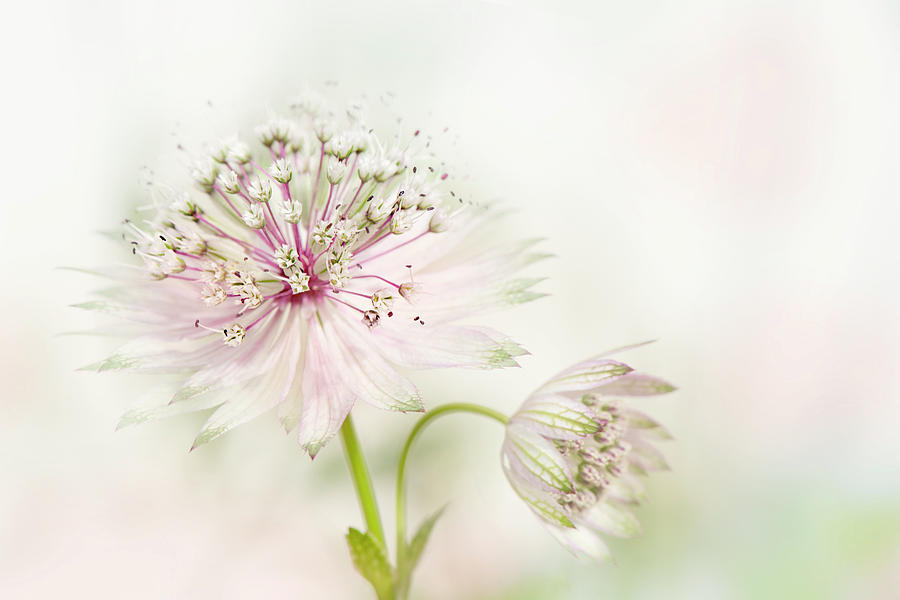 Flower Photograph - Astrantia #2 by Jacky Parker