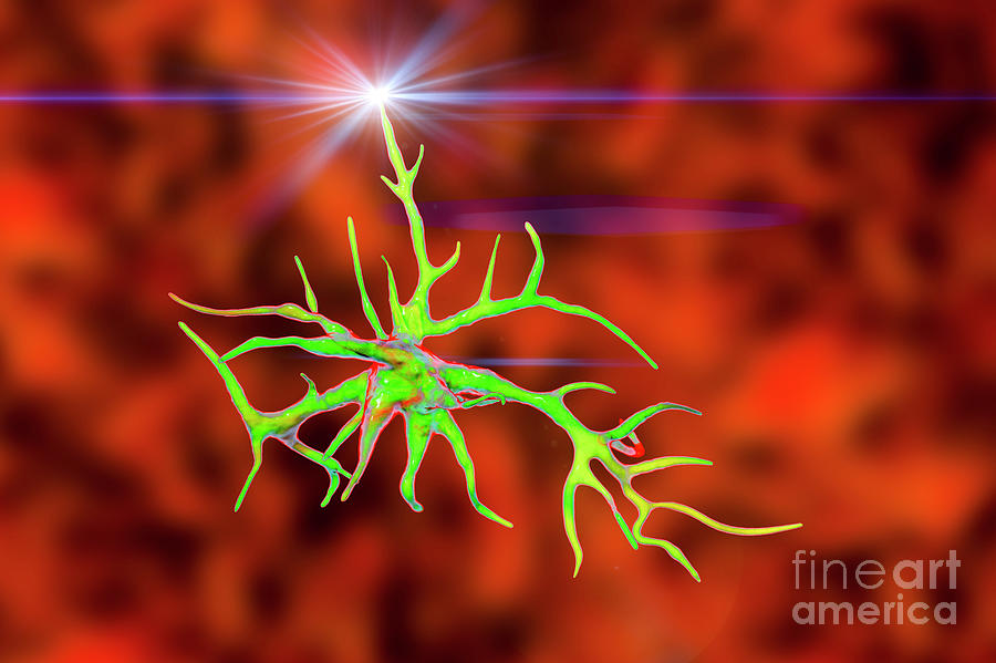 Astrocyte Nerve Cells #2 Photograph by Kateryna Kon/science Photo Library