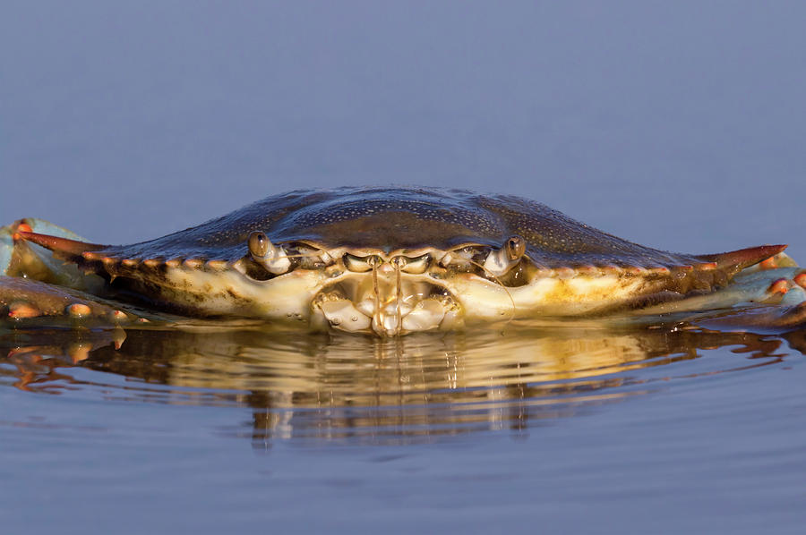 Atlantic Blue Crab In Tidal Marsh #2 Photograph by Ivan Kuzmin