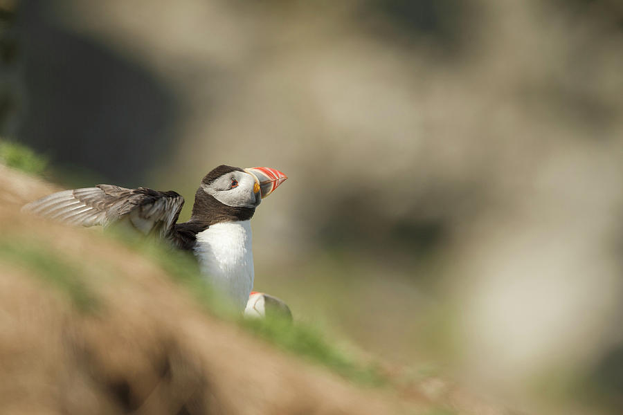 Atlantic Puffin (fratercula Arcitica) #2 Photograph by Sarah Darnell