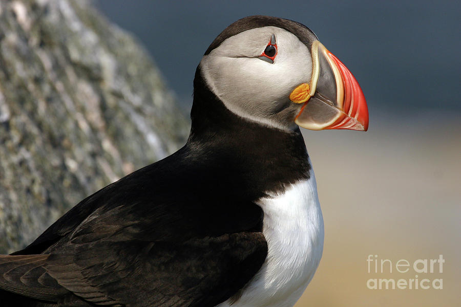 Atlantic Puffin Photograph by Jeannette Hunt