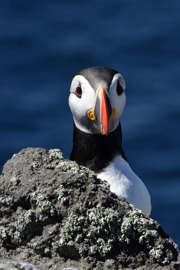 Atlantic Puffin #2 Photograph by Kuni Photography