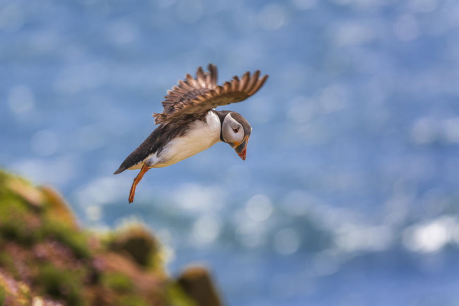 Atlantic Puffin #2 Photograph by Peter Krocka