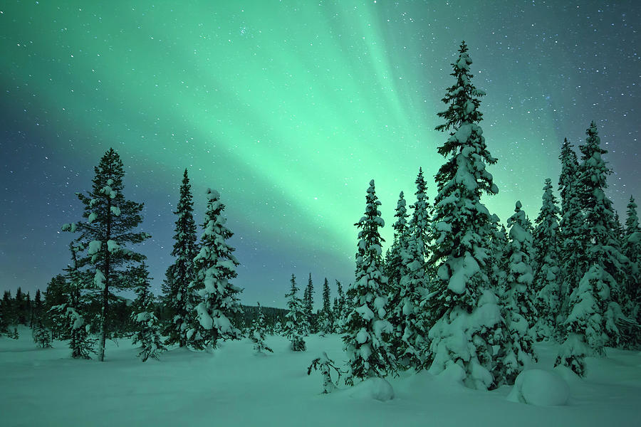 Aurora In A Frozen Forest In  Kiruna #2 Photograph by David Clapp
