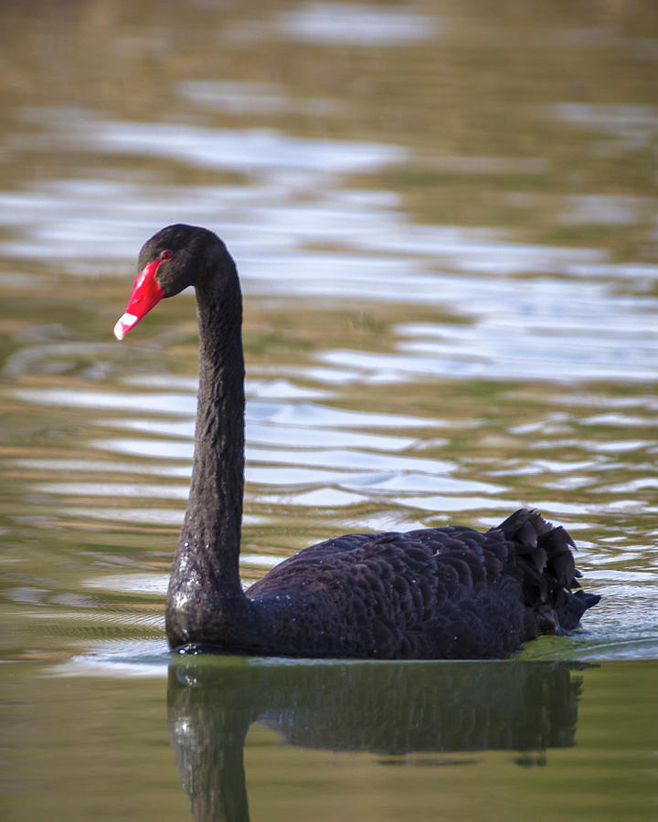 Australian Black Swan Zhangye Wetland Park Gansu China #2 Photograph by Adam Rainoff