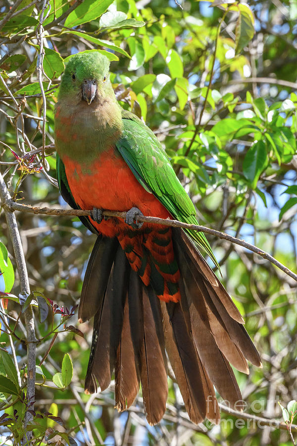 Australian King Parrot #2 Photograph by Dr P. Marazzi/science Photo Library