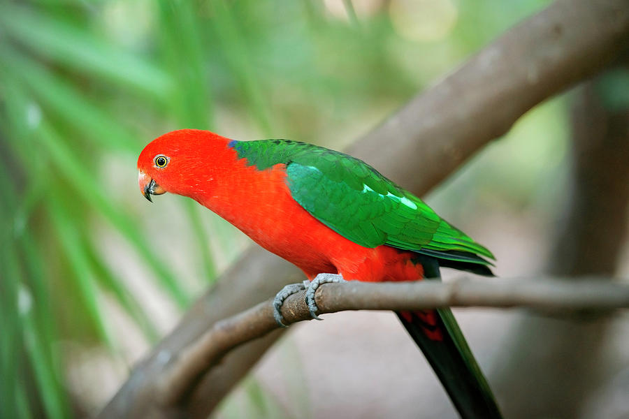 Australian King Parrot. by Rob D Imagery Australian King Parrot. by Rob D Imagery