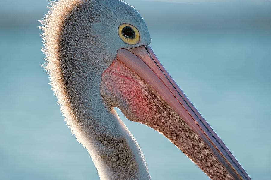Australian Pelican by Rob D Imagery Australian Pelican by Rob D Imagery