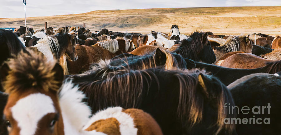 Authentic wild Icelandic horses in nature riding. #2 Photograph by Joaquin Corbalan