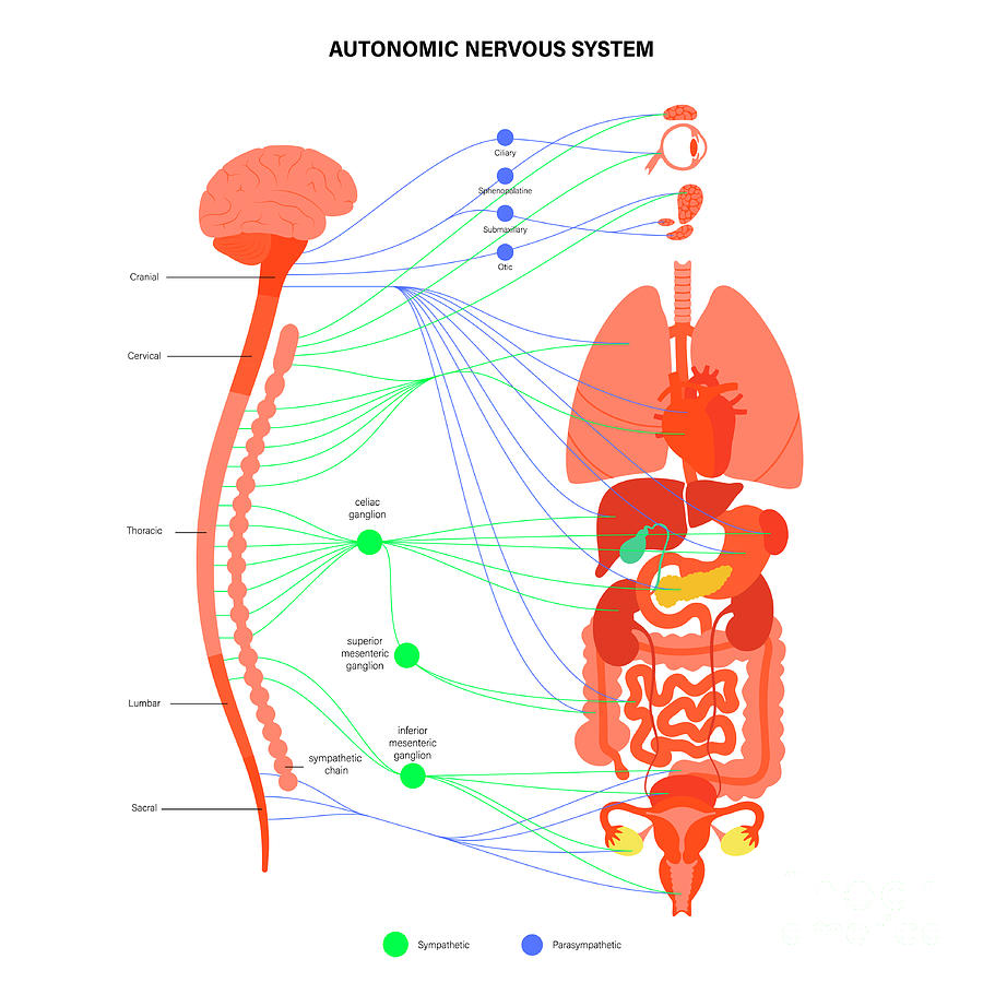 Autonomic Nervous System Photograph by Pikovit / Science Photo Library