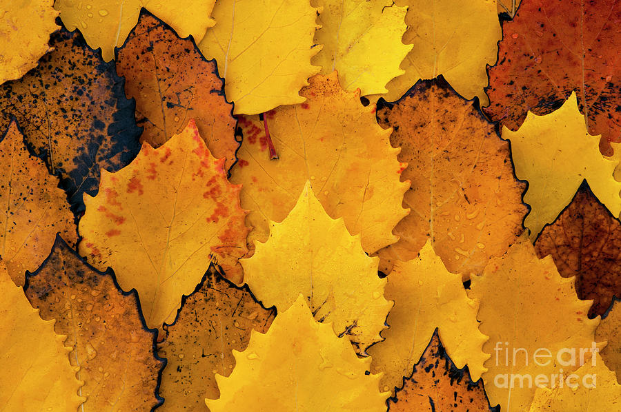 Autumn Birch Leaves  #2 Photograph by Jim Corwin