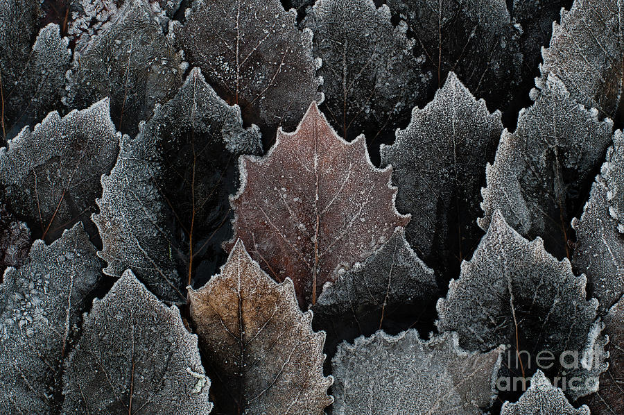 Autumn Birch Leaves With Frost #2 Photograph by Jim Corwin