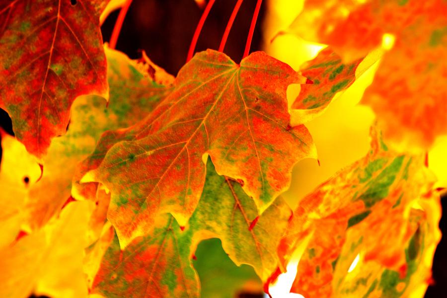Autumn Colors Photograph