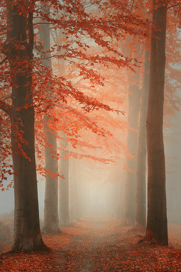 Netherlands Photograph - Autumn Dream by Saskia Dingemans