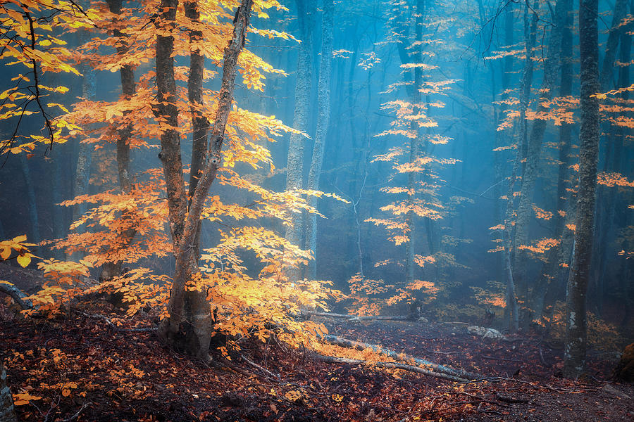 Tree Photograph - Autumn Foggy Forest. Mystical Autumn #2 by Denys Bilytskyi