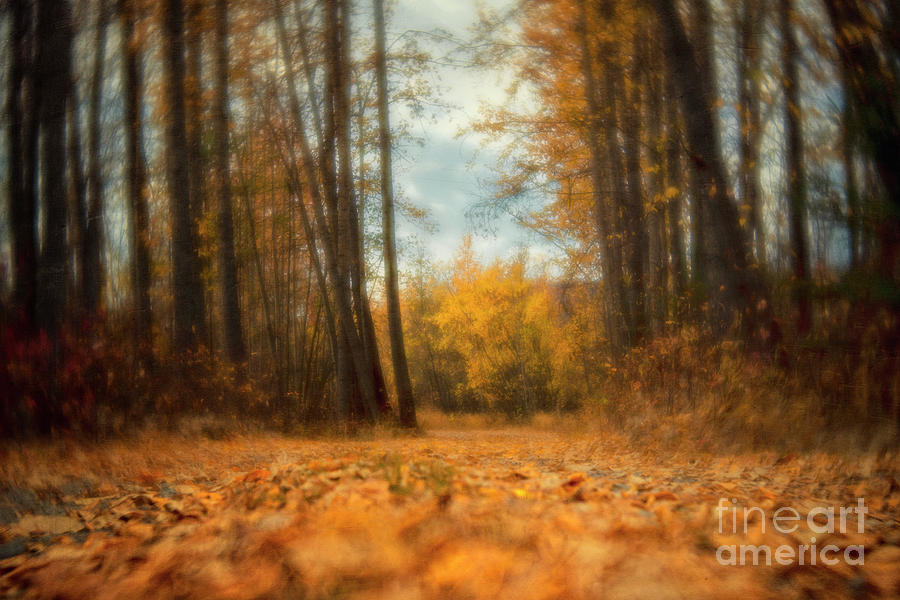Autumn Gold #2 Photograph by Priska Wettstein