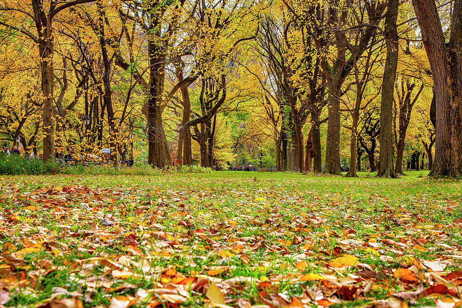 Autumn In Central Park, Nyc Digital Art by Claudia Uripos - Pixels