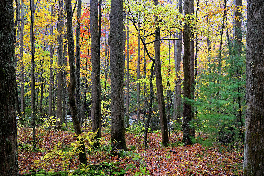 Autumn in Great Smoky Mountains #2 Photograph by Darrell Young