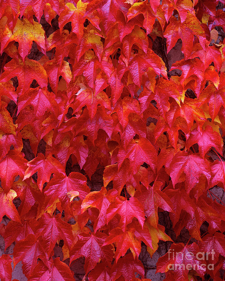 Autumn Leaves Vine Maple  #2 Photograph by Jim Corwin